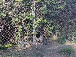 Found/Stray Unknown Cat last seen In the thornbushes located between rainier pointe apmts and i-5 highway north, Fife, WA 98424