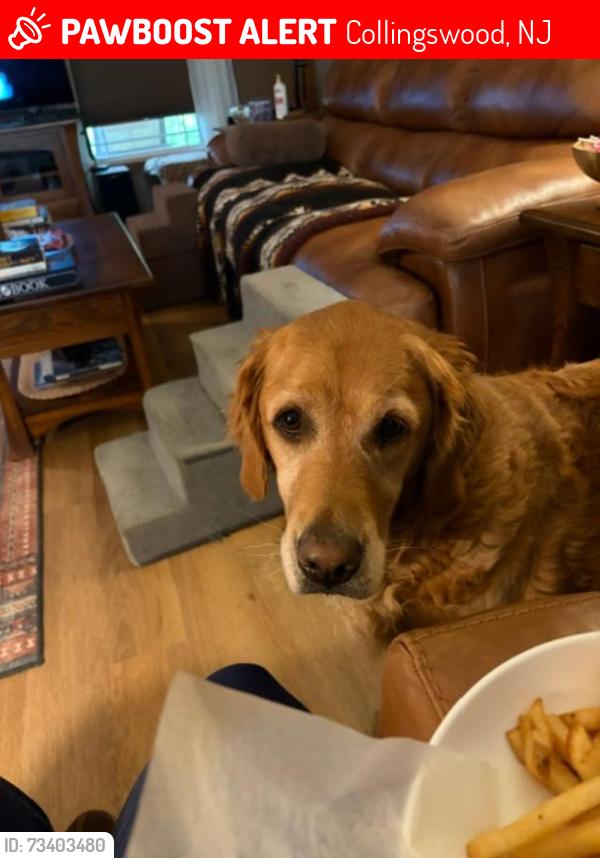 Lost Female Dog last seen 44th and FRAZER Ave Canton OH, Collingswood, NJ 08108