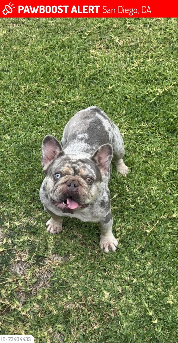 Lost Male Dog last seen Okeefe st and Anella rd, San Diego, CA 92173