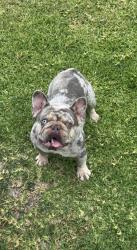 Lost Male Dog last seen Okeefe st and Anella rd, San Diego, CA 92173