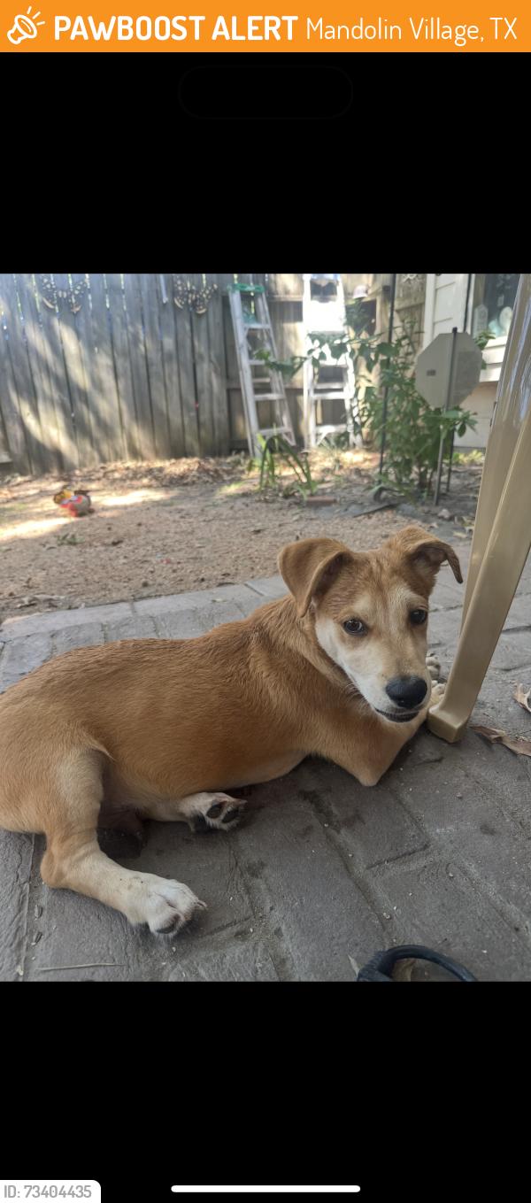Found/Stray Male Dog last seen Indigo trace court, Mandolin Village, TX 77070