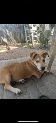 Found/Stray Male Dog last seen Indigo trace court, Mandolin Village, TX 77070