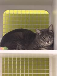 Reunited Male Cat last seen SW Skipper Drive, Martin County, FL 34997