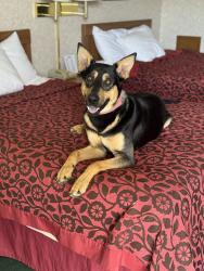 Reunited Male Dog last seen Twin Oaks, Citrus Heights, CA 95610