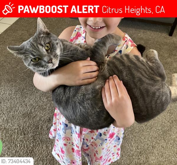 Lost Male Cat last seen Sylvan rd and auburn blvd, Citrus Heights, CA 95610