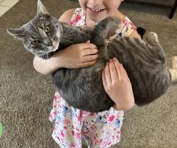 Lost Male Cat last seen Sylvan rd and auburn blvd, Citrus Heights, CA 95610