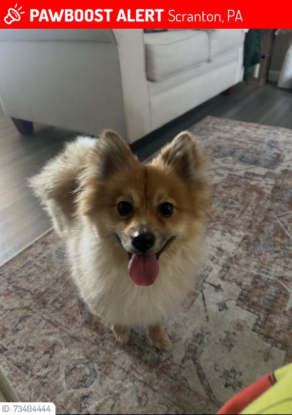Lost Male Dog last seen went into the woods, Scranton, PA 18505