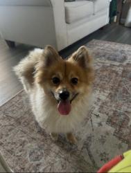 Lost Male Dog last seen went into the woods, Scranton, PA 18505