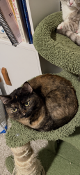 Reunited Female Cat last seen Ridge Rd and Fairmount Blvd, Riverside, CA 92501