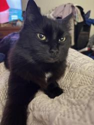 Lost Female Cat last seen Near west Washington street Jamestown Ohio;5335, Jamestown, OH 45335