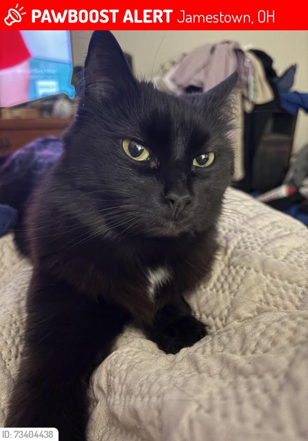 Lost Female Cat last seen Near west Washington street Jamestown Ohio;5335, Jamestown, OH 45335