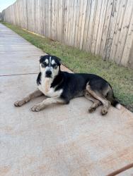 Found/Stray Male Dog last seen 105th street, Oklahoma City, OK 73114