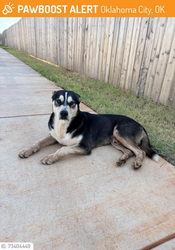 Found/Stray Male Dog last seen 105th street, Oklahoma City, OK 73114