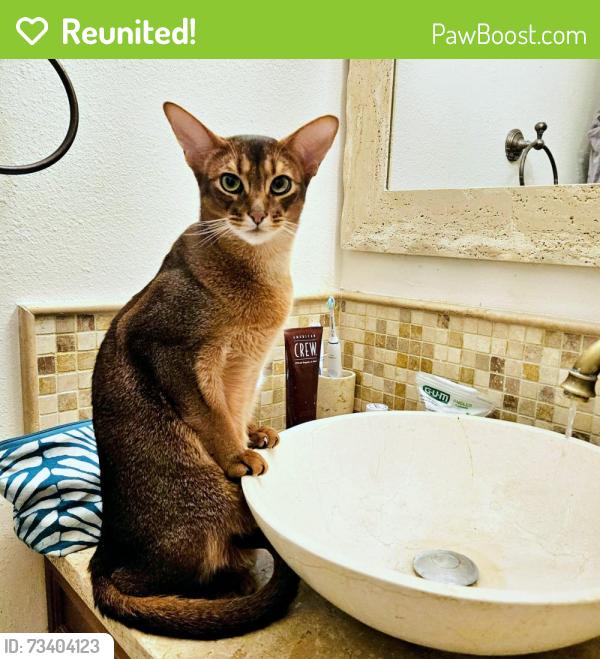 Reunited Male Cat last seen South Park lane, Santa Clara, CA 95051