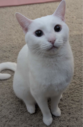 Reunited Female Cat last seen Ford Avenue, San Jose, CA 95110