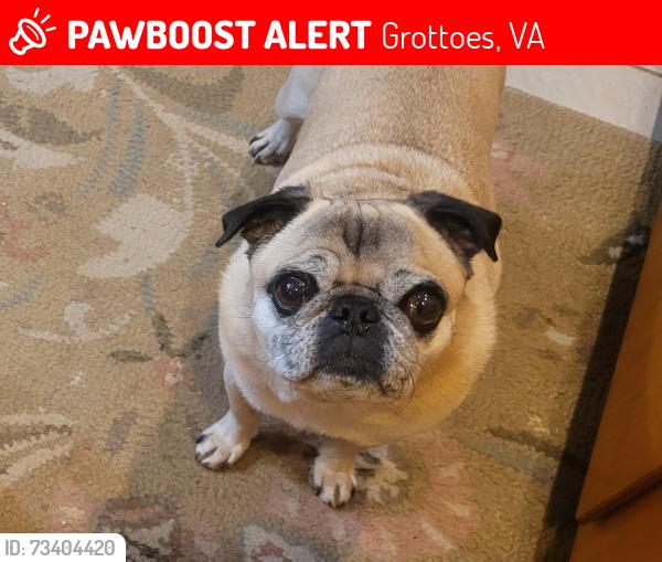 Lost Male Dog last seen Near RAINES RD, Grottoes, VA 24441