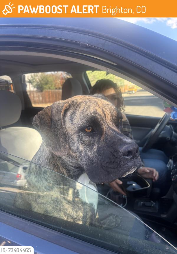 Found/Stray Female Dog last seen Found running on Brighton blvd and 148th by cemetery, Brighton, CO 80601