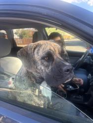Found/Stray Female Dog last seen Found running on Brighton blvd and 148th by cemetery, Brighton, CO 80601