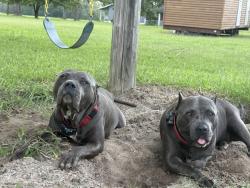 Lost Male Dog last seen Highway 23 and Bacon School road, Alma, GA 31510