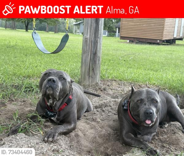 Lost Male Dog last seen Highway 23 and Bacon School road, Alma, GA 31510