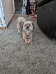 Reunited Male Dog last seen Happy Days Comics, Hammond, IN 46323