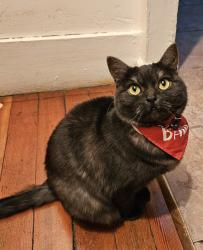 Reunited Female Cat last seen Bestor, San Jose, CA 95112