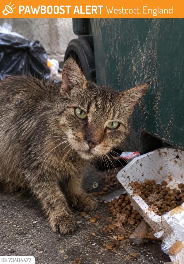 Found/Stray Male Cat last seen Pipp Brook Place Westcott Dorking RH4 England, Westcott, England 