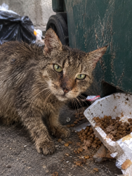 Found/Stray Male Cat last seen Pipp Brook Place Westcott Dorking RH4 England, Westcott, England 