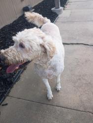 Found/Stray Male Dog last seen Huntington place apmts, Wichita, KS 67217