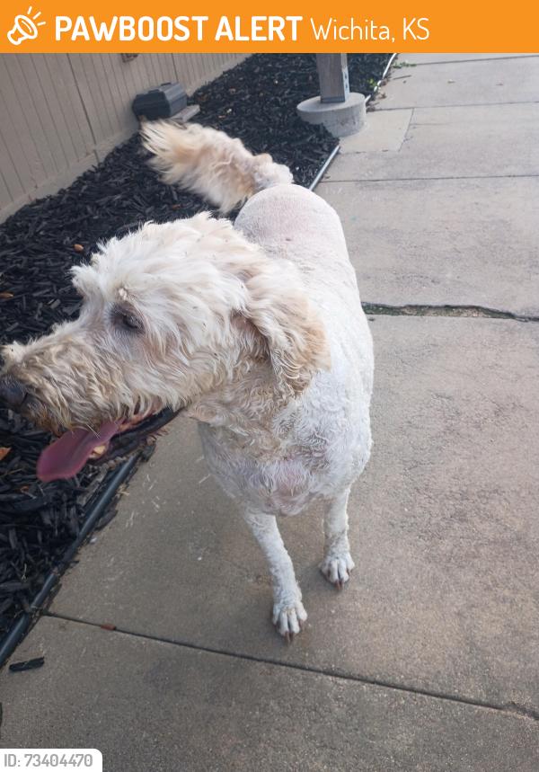 Found/Stray Male Dog last seen Huntington place apmts, Wichita, KS 67217