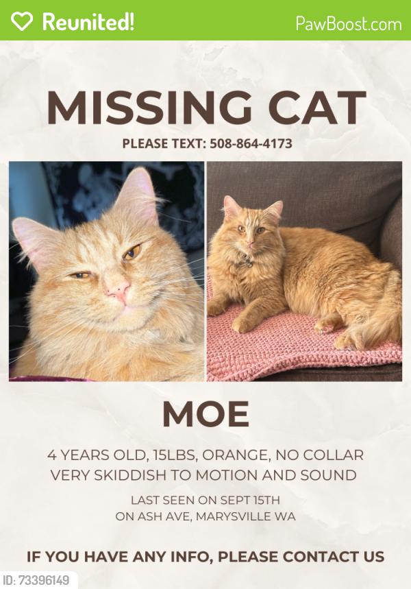 Reunited Male Cat last seen Ash Ave and grove st, Marysville, WA 98270