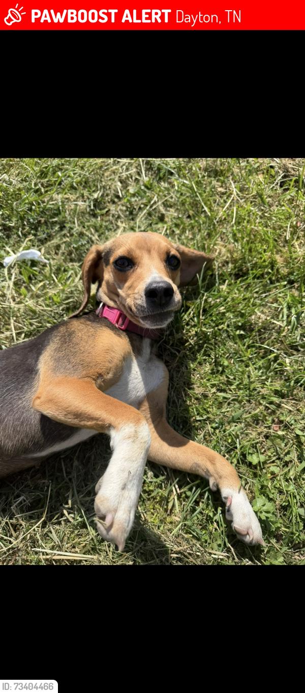 Lost Female Dog last seen Calbough circle, Dayton, TN 37321