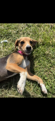 Lost Female Dog last seen Calbough circle, Dayton, TN 37321