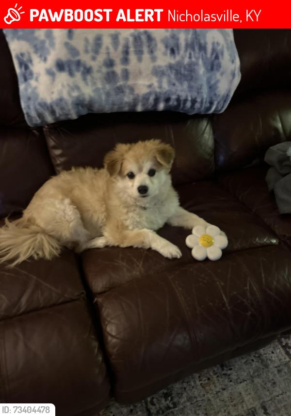 Lost Female Dog last seen Lake mingo park, Nicholasville, KY 40356