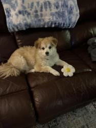 Lost Female Dog last seen Lake mingo park, Nicholasville, KY 40356