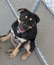 Shelter Stray Female Dog last seen Near BLOCK PANAMA LN, BAKERSFIELD CA 93307, 3951 Fruitvale Ave, Bakersfield, CA 93308, USA