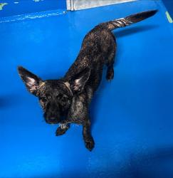 Shelter Stray Female Dog last seen Near BLK OAK ST, BAKERSFIELD, CA, 201 S Mt Vernon Ave, Bakersfield, CA 93307, USA
