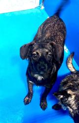 Shelter Stray Female Dog last seen Near BLK OAK ST, BAKERSFIELD, CA, 201 S Mt Vernon Ave, Bakersfield, CA 93307, USA