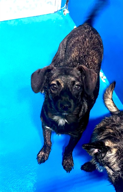 Shelter Stray Female Dog last seen Near BLK OAK ST, BAKERSFIELD, CA, 201 S Mt Vernon Ave, Bakersfield, CA 93307, USA