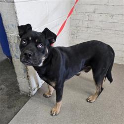 Shelter Stray Male Dog last seen N G ST X W EVANS ST, 333 Chandler Pl, San Bernardino, CA 92408, USA