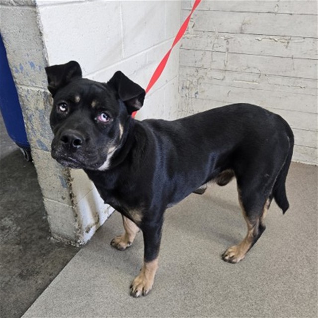 Shelter Stray Male Dog last seen N G ST X W EVANS ST, 333 Chandler Pl, San Bernardino, CA 92408, USA