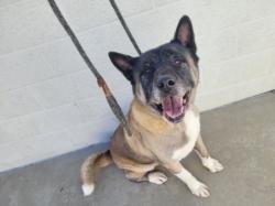 Shelter Stray Male Dog last seen , West Valley Animal Shelter, 20655 Plummer St, Chatsworth, CA 91311, USA