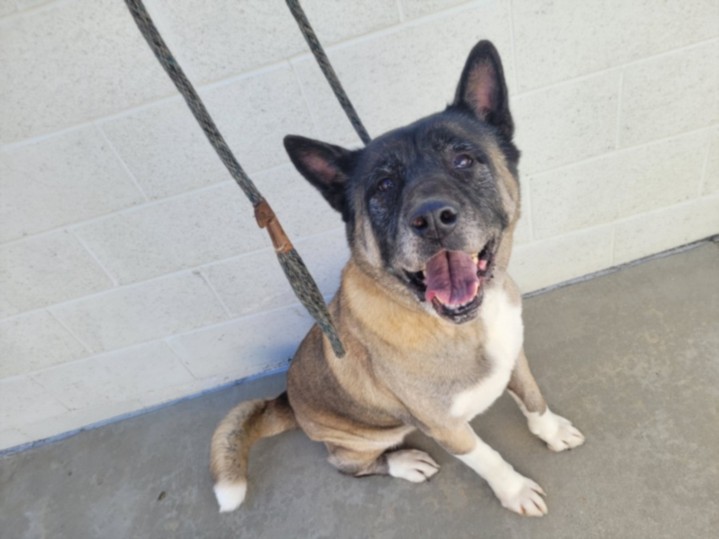 Shelter Stray Male Dog last seen , West Valley Animal Shelter, 20655 Plummer St, Chatsworth, CA 91311, USA