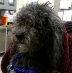 Shelter Stray Male Dog last seen CENTRAL WINDS PARK/WS, 232 Eslinger Way, Sanford, FL 32773, USA
