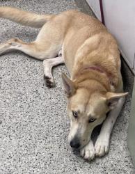 Shelter Stray Male Dog last seen Near BLOCK DRESDEN AVE DETROIT MI 48205, 7401 Chrysler Dr, Detroit, MI 48211, USA