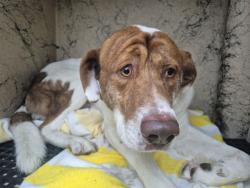 Shelter Stray Male Dog last seen Near BLOCK BURLINGAME ST, DETROIT, MI, 7401 Chrysler Dr, Detroit, MI 48211, USA