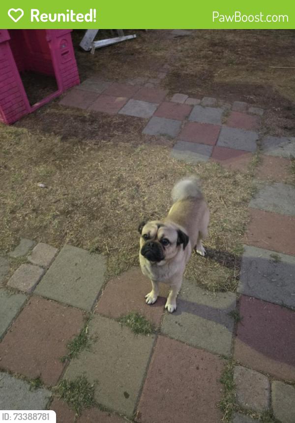 Reunited Male Dog last seen W 16th St, San Bernardino, CA, USA, San Bernardino, CA 92411