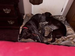 Lost Male Dog last seen Hwy330 or statham, Statham, GA 30666