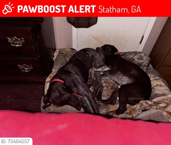 Lost Male Dog last seen Hwy330 or statham, Statham, GA 30666