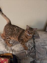 Lost Male Cat last seen EGRET Court and Devdron Lane...Charleston Ridge apot, Grove City, OH 43123